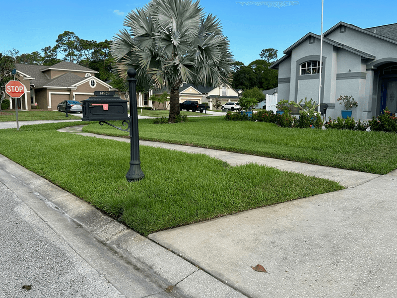 Edged front-yard lawn and palm in Westchase, Tampa